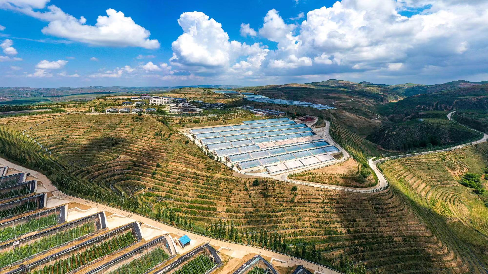 榆嶺窊村豐禾農(nóng)場的果蔬大棚。