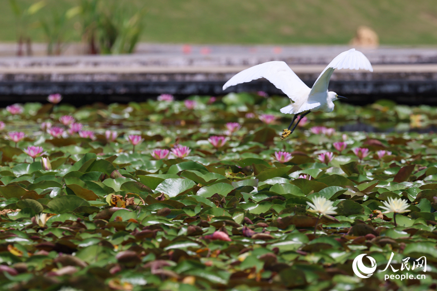 彩蓮滿塘鷺鳥(niǎo)飛。人民網(wǎng)記者 陳博攝
