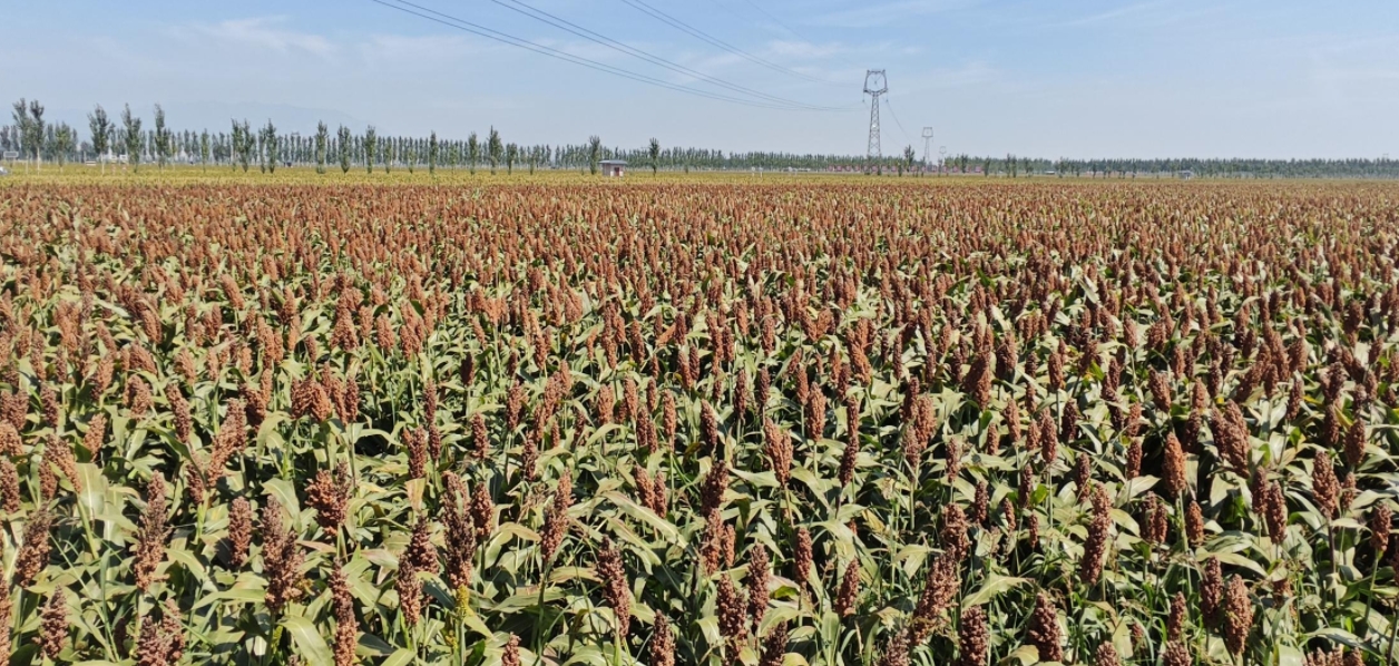 “汾享杏?！爆F(xiàn)代農(nóng)業(yè)科技示范園。郝建攝