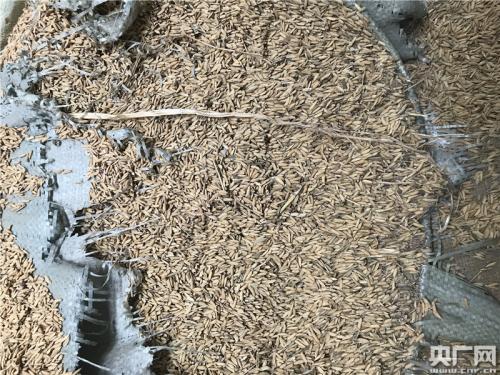 萬寶收儲(chǔ)庫點(diǎn)的部分省級(jí)儲(chǔ)備糧已經(jīng)發(fā)黑霉變