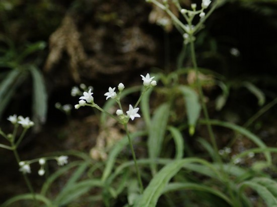 圖為線葉度量草。（廣西壯族自治區(qū)中醫(yī)藥研究院供圖）