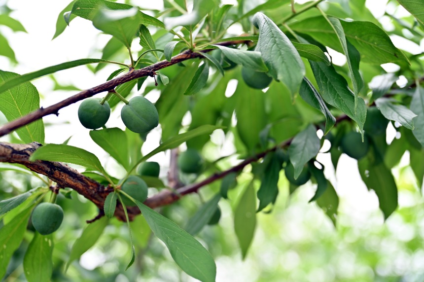 巫山縣曲尺鄉(xiāng)柑園村的脆李樹掛滿青果。鄒樂攝