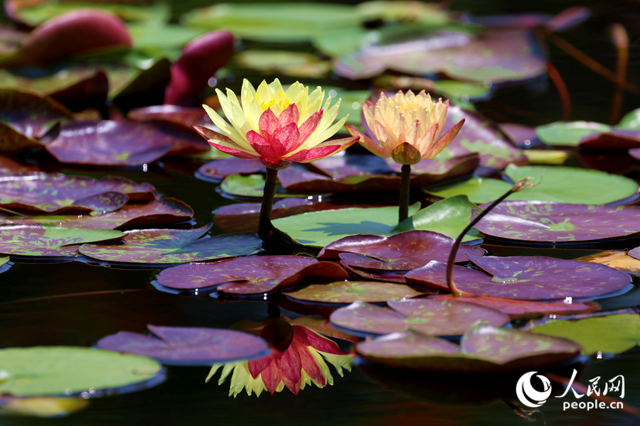 雙色睡蓮與翠綠的蓮葉、清澈的池水相映成畫。人民網(wǎng)記者 陳博攝