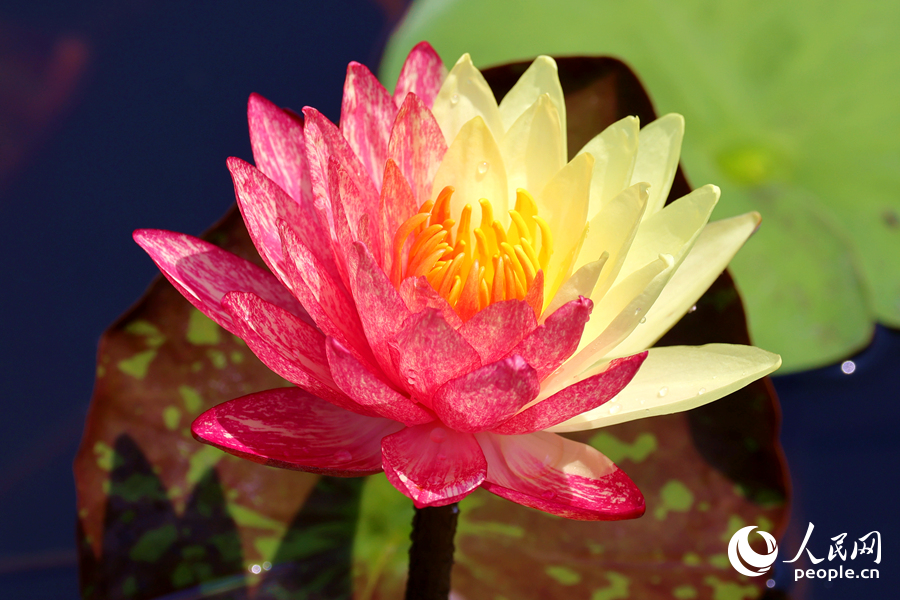 廈門海灣公園中，雙色睡蓮嬌艷欲滴。人民網(wǎng)記者 陳博攝
