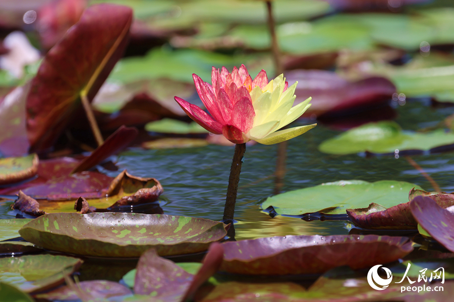 亭亭玉立于水中央的雙色睡蓮。人民網(wǎng)記者 陳博攝