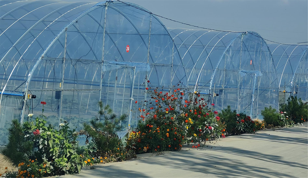 西馬寨村大棚種植。人民網(wǎng)記者 趙芳攝